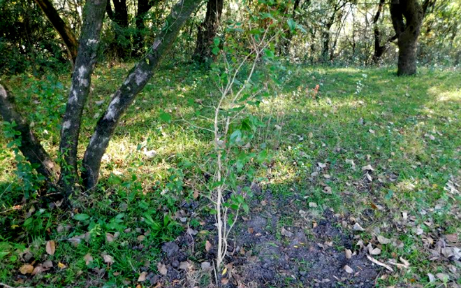 plantacion