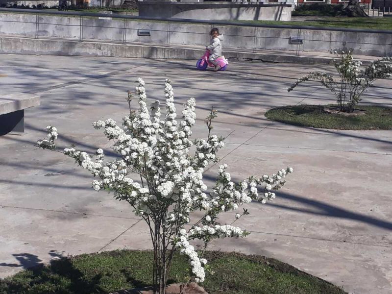 mejoras en plaza artigas  prensa idd  