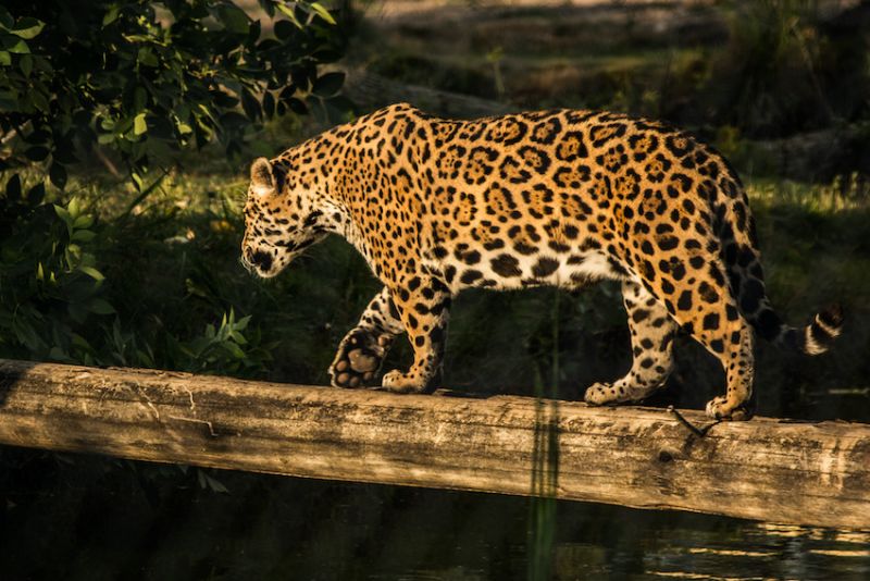 10  leopardo