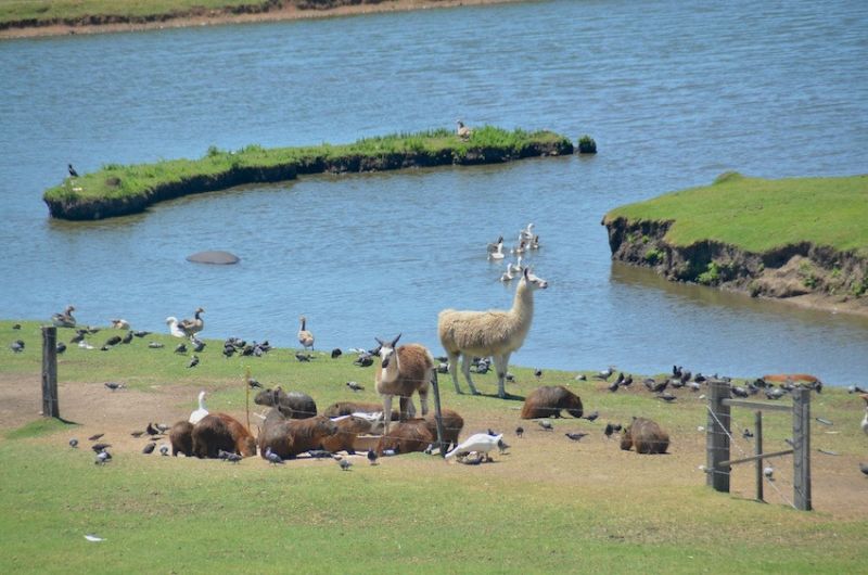 35  visitantes de todo el pais en el bioparque  prensa idd  