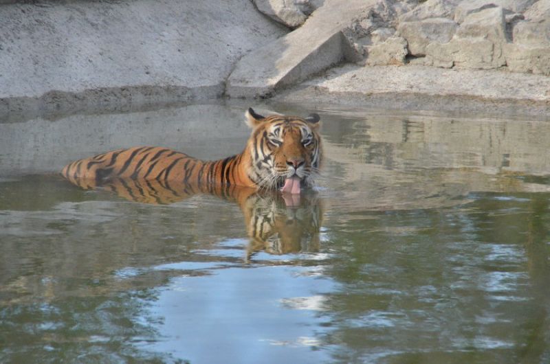 36  tigre